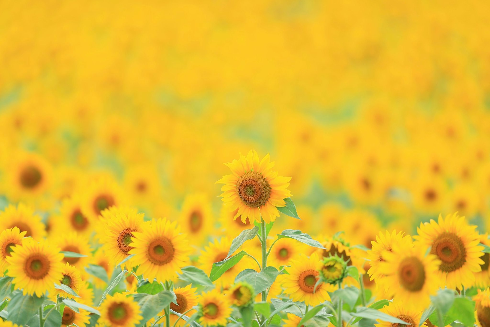 アルコピアひまわり園22開催 Hidabako